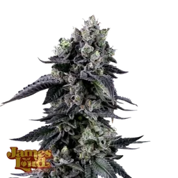 Zour Diesel