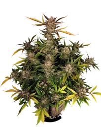 Ztrawberriez Auto