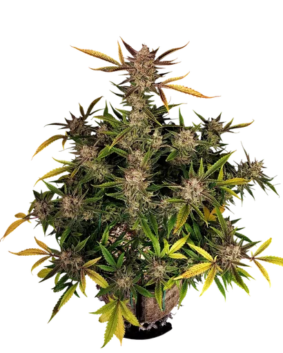 Ztrawberriez Auto