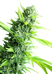 Banana Sapphire