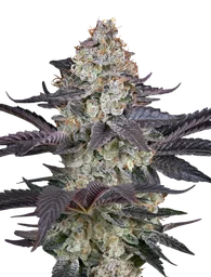 Ztrawberry