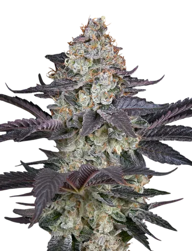 Ztrawberry
