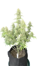 Z-Up Auto
