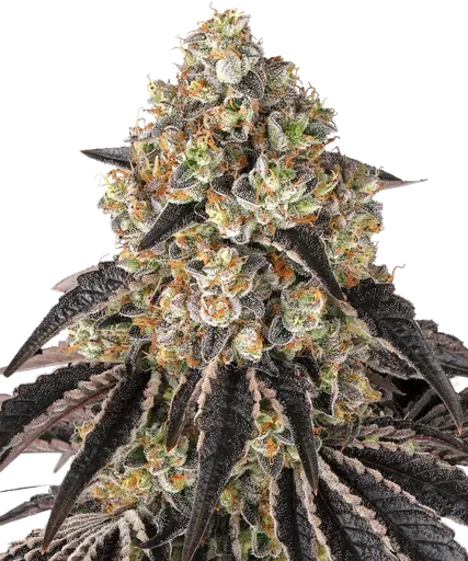 Black Cherry Gushers