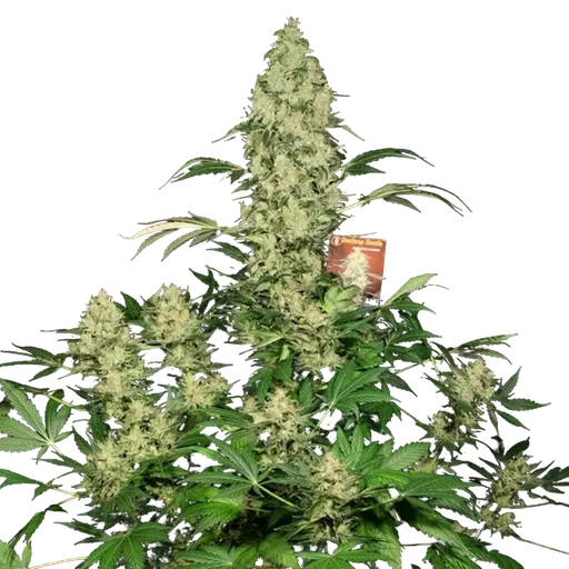 AK-47