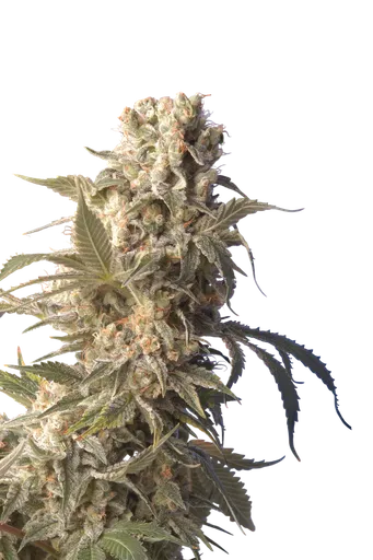 AK-47