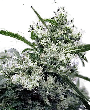 AK-47