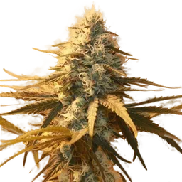 AK-48