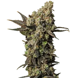 Astro Lemonade F1