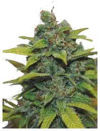 Banana Zkittlez
