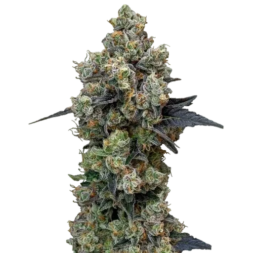 Orbital Banana F1