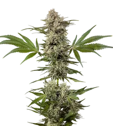 Banana Runtz F1
