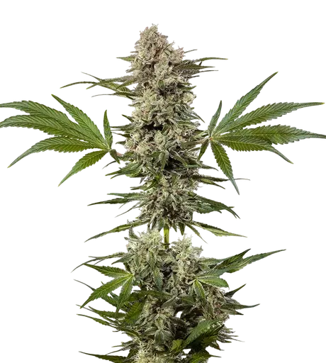 Banana Runtz F1