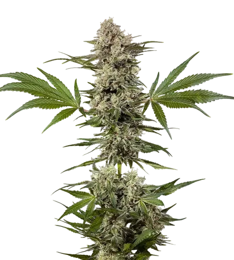Banana Runtz F1