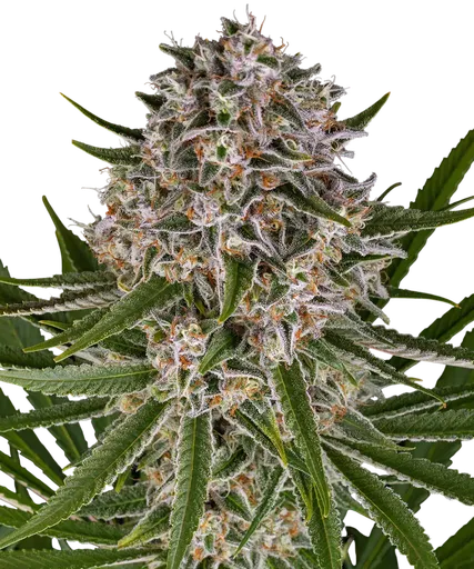 Lemon Haze Auto