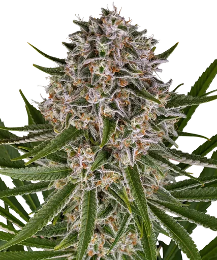 Lemon Haze Auto