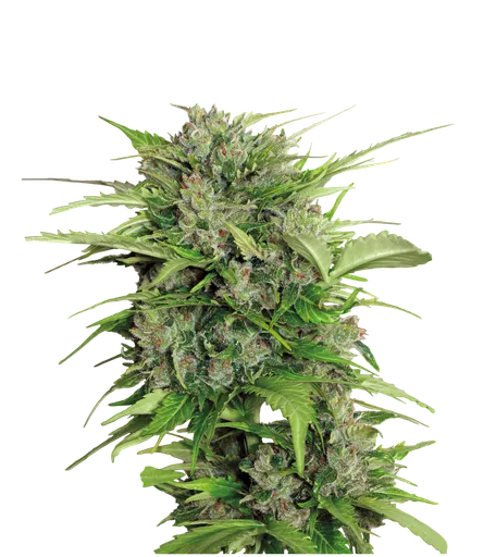 AK-47 Auto
