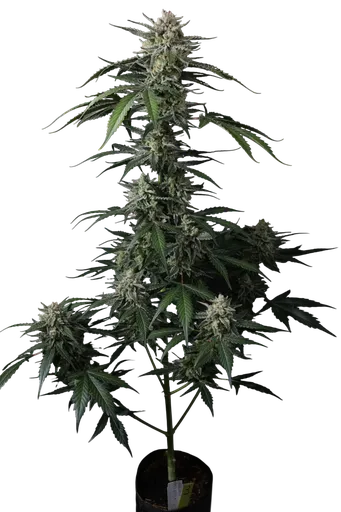 Banana Guava Auto