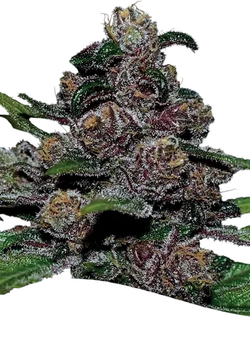 Blackberry Moonrocks Auto