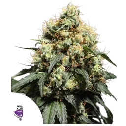 Bruce Lemon Diesel