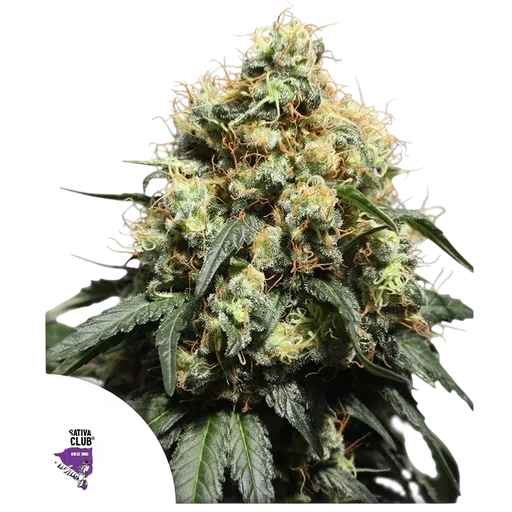 Bruce Lemon Diesel