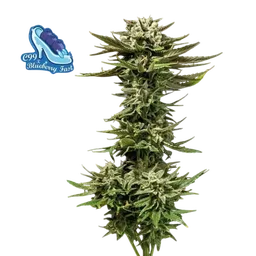 C99 x Blueberry Fast