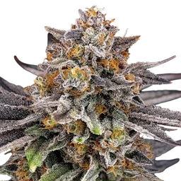 Candy Gaz