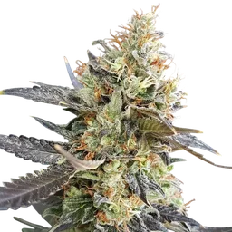 Candyland