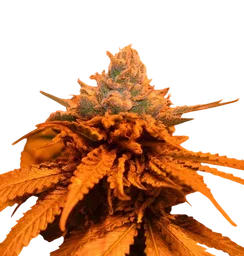 Candyland