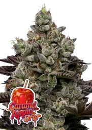 Caramel Apple Drip