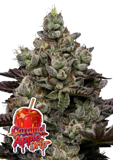 Caramel Apple Drip