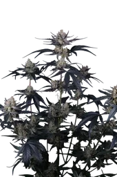 Guava Runtz Auto