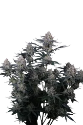 Guava Sundae Auto