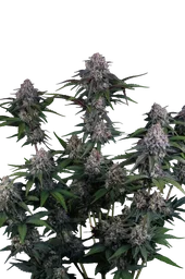 Lemon Cherry Sundae Auto