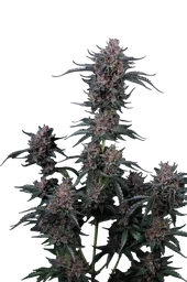 Mango Cherry Runtz Auto