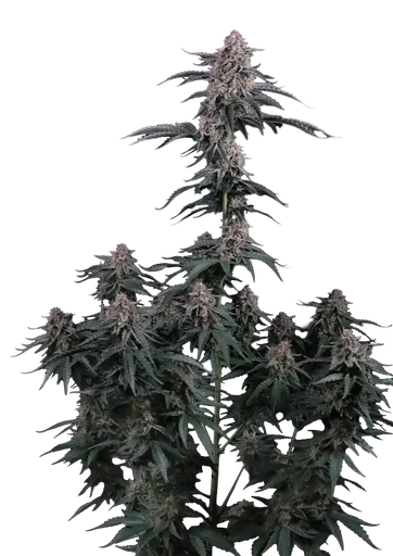 Mendo Cherry Cookies Auto