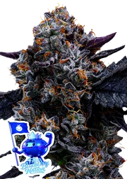 Free Blueberry Nation