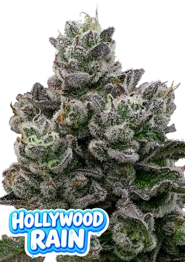 Hollywood Rain