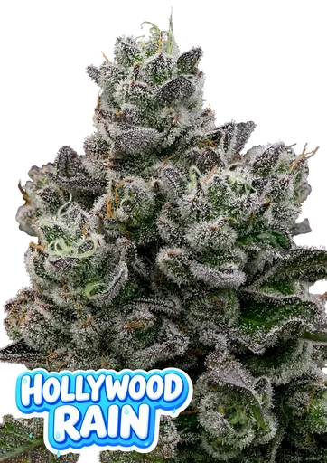 Hollywood Rain