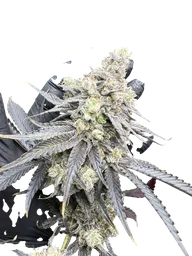 Juice Pack