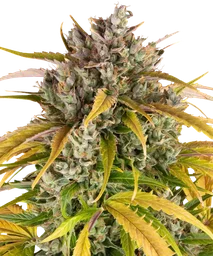 LSD Auto