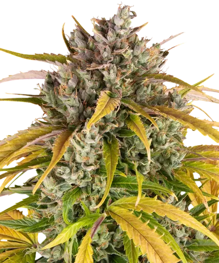 LSD Auto