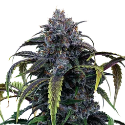 Rainbow Sundae 11 Auto