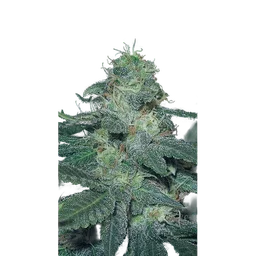 BC Diesel