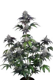 Sundae Frost Auto