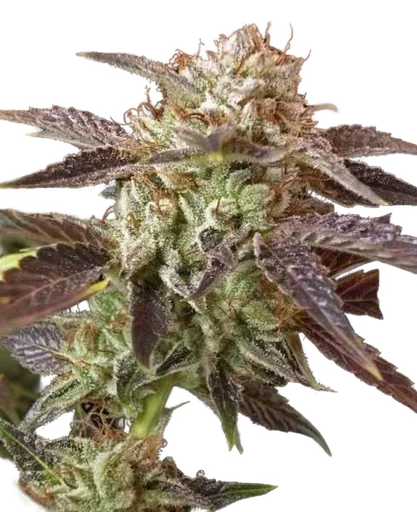 BC Kush