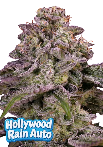 Hollywood Rain Auto