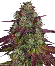 Mimosa EVO