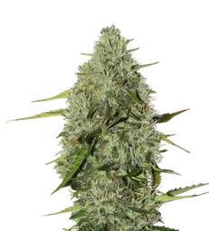 BCN Critical XXL Auto