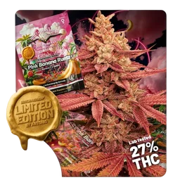 Pink Banana Runtz